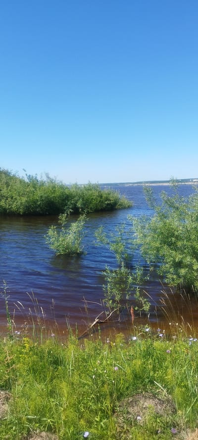The image depicts a body of water with lush green vegetation along its bank, under a clear blue sky. Several islands of dense foliage protrude from the water. The foreground shows a grassy area with wildflowers. In the distance, the far bank of the water body is visible with a line of trees and some structures. The scene appears to be a natural landscape, possibly a river or a lake. The location is identified as Mokhsogollokh, Russia. There are no people or animals visible in the image. The overall atmosphere is serene and natural.