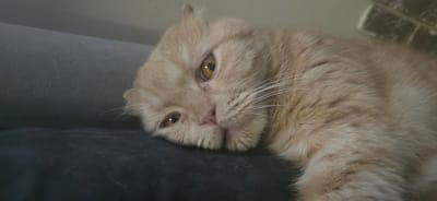 A close-up shot of a cream-colored Scottish Fold cat. The cat is lying on its side on a dark surface, with its head resting on a gray surface. Its eyes are open and looking towards the camera, with a slightly melancholic expression. The cat's ears are folded, a characteristic of the breed. The background is out of focus, but appears to be a brick wall. The lighting suggests it could be daytime, possibly indoors. The image captures a moment of quiet rest for the feline.