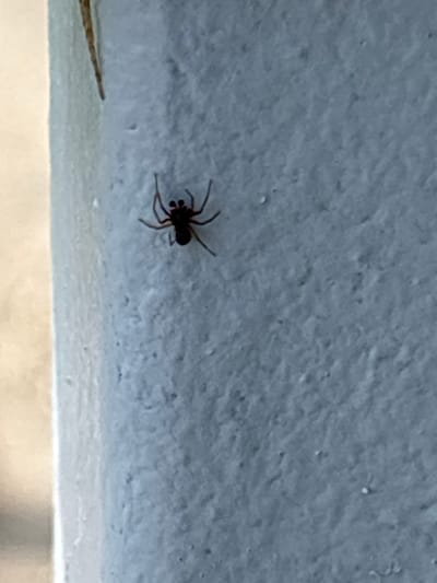 A small, dark-colored spider with noticeable red eyes is positioned on a textured, light blue surface, possibly a wall or pillar. The spider is in focus and its legs are splayed out. To the left of the spider, a thin, vertical, light-brown object, possibly a twig or a piece of bark, is partially visible. The background is a blur of light and dark tones, suggesting an outdoor environment with varying light conditions. The location is Zvenigovo, Russia.