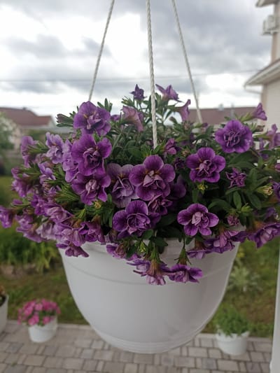 A close-up shot captures a white hanging planter overflowing with vibrant purple flowers. The planter is suspended by two white ropes against a backdrop of a cloudy sky and a residential building. In the blurred background, other potted plants and a paved area are visible. The image appears to have been taken outdoors, likely in a garden or on a balcony.