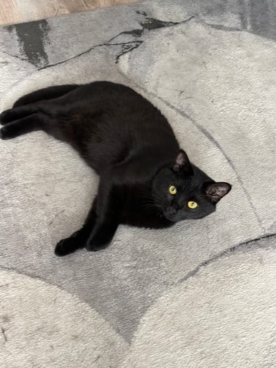 A black cat with yellow eyes lies on a grey, patterned rug. The cat is lying on its side with its legs extended. Its head is turned to the side, and it appears to be looking at the camera. The rug has a modern design with abstract lines and shapes. The overall scene is neutral and domestic. The location is not discernable from the image alone.