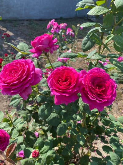 The image captures a close-up view of a rose bush with several vibrant pink roses in bloom. The roses are the primary subjects, with their petals unfurling in intricate layers. The background is softly blurred, suggesting an outdoor setting, possibly a garden. The ground appears to be made of soil and scattered small stones or gravel. In the distance, a hint of a gray wall or structure can be seen, partially shaded by foliage. The lighting suggests it is daytime, with sunlight illuminating the roses and casting shadows. No people or animals are visible in the frame. The image is a still photograph of the floral elements. The location is identified as Ventsy, Russia.