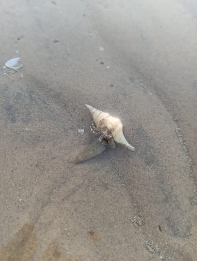 This scene, located in the city of Tritunggal, Indonesia, features a solitary hermit crab situated on a shallow, sandy seabed. The subject, approximately 2-3 cm in length, occupies a light beige, conical gastropod shell, positioned in the central-right foreground. Its dark, segmented legs, small claws, and ocular structures are visible protruding from the shell's aperture, with one elongated, paddle-like appendage extended towards the lower left. The environment consists of fine-grained, light grey-brown sand, partially submerged under clear, shallow water. Ripples and minor organic detritus are discernible on the sand surface. A smaller, broken white shell fragment is present in the upper-left corner of the frame. No other animate subjects are evident. The perspective is overhead, capturing a static moment.
