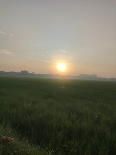 The image depicts a sunrise over a green agricultural field, likely rice paddies, in Sidokepung, Indonesia. The sun is a bright, hazy orb in the upper-center of the frame, casting a warm glow across the sky. A gentle mist or haze hovers low over the field, obscuring the horizon and the structures visible in the distance. These structures appear to be industrial or commercial buildings, suggesting the proximity of developed areas to the rural landscape. The field itself is lush and verdant, with individual blades of grass or rice plants clearly visible, especially in the foreground. The sky is a pale yellow-orange, transitioning to a lighter hue towards the top of the image, with a few wispy clouds scattered thinly. The overall impression is one of tranquility and the beginning of a new day in a rural Indonesian setting. No people are visible in the image.