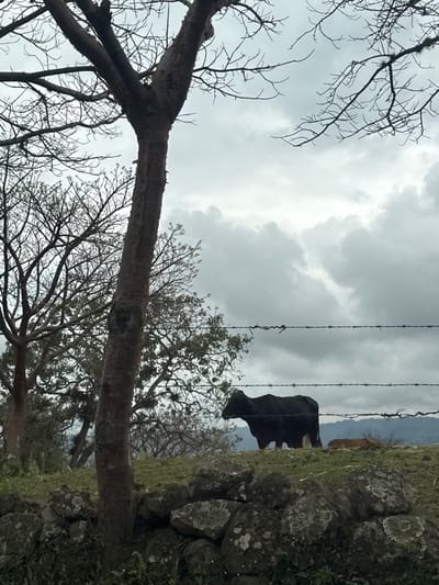 The image, rotated 90 degrees counter-clockwise, depicts a rural scene in San Pablo Coapan, Mexico. A dark-colored cow stands on a grassy slope alongside a stone wall. Two strands of barbed wire run horizontally across the frame, partially obscuring the cow. The background features a cloudy sky and distant mountains. In the foreground, bare tree branches frame the scene on the left side. The overall lighting suggests an overcast day.