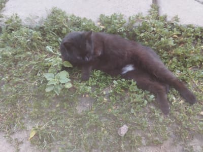 A black cat with a white patch on its chest is lying on its side in a patch of green ground cover. The cat is facing left and appears to be grooming its front paw. The ground cover is dense and low-lying, with some larger green leaves interspersed. A light gray paved surface is visible in the upper left corner of the image, suggesting an outdoor setting near a walkway or patio. The lighting suggests it is daytime, and the scene appears to be calm and natural. No text is visible in the image.