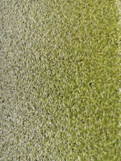 This is a close-up, overhead shot of a dense covering of duckweed on a body of water. The duckweed appears as small, oval, green leaves, densely packed together, with some slightly darker areas suggesting shadows or deeper water. The texture is uniform and appears soft. There are no people, animals, or man-made objects visible. The image is likely taken in an outdoor environment, possibly a pond or slow-moving water body, within the Знаменскі сельскі Савет, Belarus.