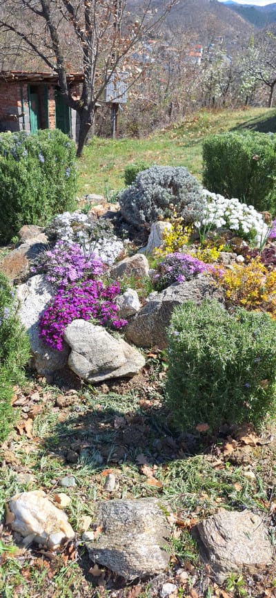 The image presents a close-up of a rock garden, situated in an area with natural elements. The scene features a variety of plants in bloom, including purple, yellow, and white flowers, interspersed among a collection of gray stones of various sizes. The arrangement of the plants and rocks suggests a deliberate landscaping design.
Vegetation is abundant and appears to be thriving, indicating a well-maintained garden. Fallen leaves are scattered around the base of the rocks, indicating the presence of deciduous trees nearby.
The backdrop reveals a landscape with rolling hills and buildings, suggesting a rural or semi-rural setting. The presence of buildings indicates that this is not a completely wild environment.