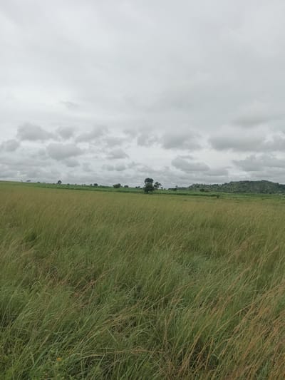 The image depicts a wide, open grassland under a cloudy sky. The foreground is dominated by tall, green and brown grass that appears to be blowing in the wind. In the middle ground, there is a cultivated field, likely crops, with scattered trees. The background features a gently rolling, tree-covered hill. The sky is overcast with numerous gray clouds. There are no people or animals visible in the image. The scene appears to be a rural landscape in North Ropp, Nigeria, characterized by its agricultural land and natural topography.