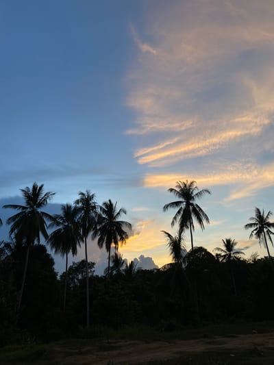 The image shows a sunset scene in Seuneubok Teungoh, Indonesia, featuring silhouettes of coconut palm trees against a backdrop of a blue and orange sky with streaky clouds. A dark, possibly forested area lines the bottom left of the frame. The trees are of varying heights, with their fronds visible against the colorful sky. A dirt path is at the very bottom left.