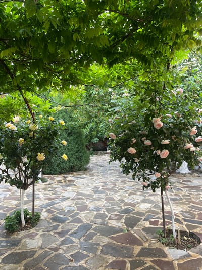 The image shows a stone-paved pathway flanked by trees and flowering bushes, seemingly in an outdoor garden setting in Miatli, Russia. The paving stones are of irregular shapes and various shades of gray, brown, and beige. On either side of the path, there are trees with dense green foliage. To the right and left are flowering bushes with pink/white and yellow blossoms. The bushes are trained, and a supporting structure is visible. In the background, there is more greenery, possibly hedges or additional trees.
