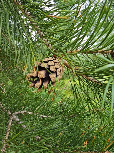 A close-up, eye-level shot captures a single brown pine cone hanging from a branch of a pine tree. The cone is positioned in the center of the frame, with its scales clearly visible. The surrounding branches are laden with long, green pine needles, which create a dense, textured backdrop. The lighting is soft and diffused, suggesting an overcast or shaded day. The environment appears natural and outdoors, with the background showing further blurred greenery, consistent with a forest or park setting. No people are present in the image. The image does not contain any information that would allow for the determination of its location within the city of Kresty, Russia.