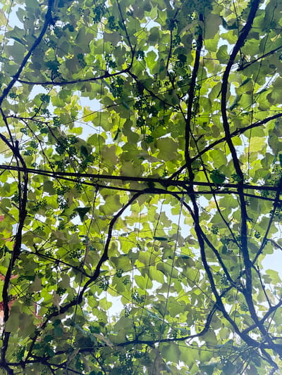 The image shows a close-up, upward view of a canopy of green grapevines with developing grape clusters against a bright sky. The dark, woody branches of the vines crisscross the frame, supporting numerous large, lobed green leaves that are backlit by the sun, creating a luminous effect. Small, green grape clusters are visible interspersed among the leaves. The scene suggests an outdoor setting, likely in a garden or vineyard. The image does not contain any people or specific identifiable landmarks to pinpoint a location within Vyzhnytsia, Ukraine, beyond it being a natural outdoor scene.
