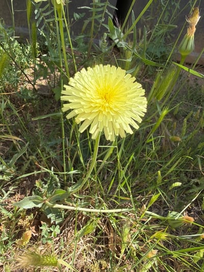 The image shows a yellow flower, likely a dandelion or similar composite, growing in a grassy area. The flower is in full bloom, with numerous petals radiating from a central disk. The surrounding vegetation includes various types of grasses and weeds. Some dried plant matter is scattered on the ground. The location is unspecified, but the prompt mentions Riudoms, Spain.