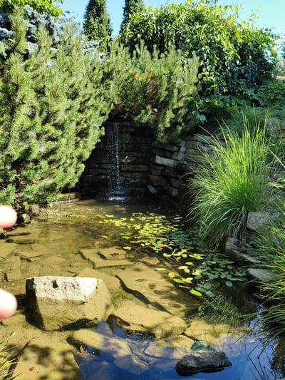A serene garden scene unfolds, featuring a small, clear pond with a natural stone waterfall trickling into its calm waters. The pond's bottom is visible, adorned with flat, submerged stones and a few scattered red berries. Small lily pads dot the surface of the water, some showing vibrant green leaves while others are tinged with yellow, suggesting they are catching the sunlight.
Surrounding the pond, lush greenery thrives. To the left, a dense pine bush with its characteristic needles creates a textured backdrop. Behind the pine, taller, feathery blue evergreens are visible. To the right, a clump of tall, slender grass, bathed in sunlight, adds a vibrant green contrast. The backdrop is a stone wall, partially covered by ivy and other dense foliage, forming the recess for the waterfall. The water from the waterfall creates a gentle cascade over the stones, pooling into the pond below.
The overall impression is one of tranquility and natural beauty. The sunlight suggests it is daytime, likely late morning or early afternoon, given the bright illumination and clear sky visible at the top of the frame. The scene evokes a sense of peace and a connection with nature. There are no visible text elements in the image.
