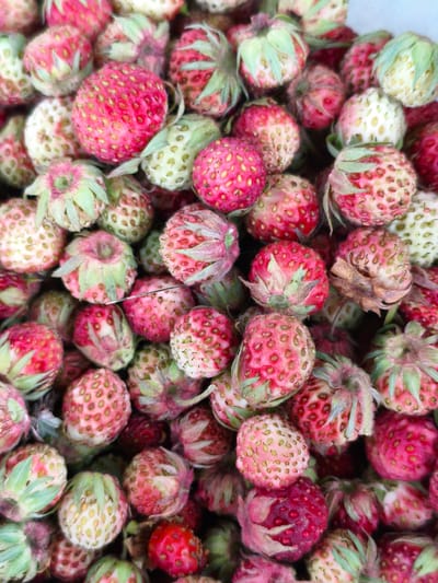 The media file is a close-up, overhead shot of a large pile of wild strawberries. The strawberries vary in color from pale green to deep red, with many showing a gradient of pink and red. They are small and round, with visible seeds on their surface and green calyxes (leaves) at the top. The lighting is bright, suggesting an outdoor setting, possibly during the daytime. The strawberries are the sole subject, densely packed together, creating a textured and colorful display. There is no discernible text or indication of people, specific weather, or a precise location beyond the general context of strawberries. The scene is a simple, natural arrangement of fruit.