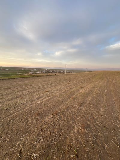 The image depicts a rural landscape in Qoraobdol QFY, Uzbekistan, under an overcast sky with warm light near the horizon. The foreground consists of a large, barren agricultural field, showing tilled brown earth with visible furrows and scattered dry crop stubble. In the midground, towards the left, a small settlement or village is visible, comprising approximately 15-20 single-story structures with light-colored roofs, surrounded by some green vegetation. Several dark-colored animals, identified as cattle, are grazing within the field near the village. A series of utility poles with overhead lines extends across the midground, running generally from left to right into the distance. The background features undulating hills or low mountains beneath a sky that transitions from a light orange-pink hue at the horizon to a predominantly grey and light blue cloud cover higher up. No human figures or direct actions are discernible.