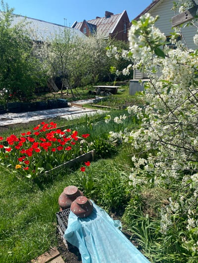 The image captures a lush garden scene, likely in a residential area, given the presence of houses in the background. A profusion of white blossoms dominates the upper portion of the image, suggesting a flowering tree in full bloom. Below, a vibrant bed of red tulips adds a splash of color along a garden path. Adjacent to the tulip bed, there is a blue tarp partially covering some cylindrical objects, possibly garden ornaments or supplies. The overall environment is sunny and green, indicating a thriving garden in a temperate climate. The image does not depict any people, actions, or interactions. The image location is the city of Novouralsk, Russia.