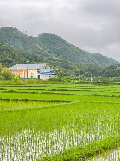 The image depicts a rural landscape in Tân Thanh Commune, Vietnam, under an overcast sky. In the foreground, vast, green rice paddies are meticulously terraced, with some fields reflecting the muted light of the sky. The water in the paddies is shallow, submerging the young rice plants.
In the midground, a single-story building complex stands. The main structure is a long, light-colored building with a gray, sloped roof. It features several windows and doors, and a large red banner with white lettering is affixed to its facade. Adjacent to this building is a smaller structure with a blue, corrugated roof. Surrounding the buildings are patches of tall grass and some scattered trees.
The background is dominated by rolling, verdant hills covered in dense vegetation, likely trees or cultivated crops. The contours of the hills are softened by the cloudy weather. A few utility poles and wires are visible in the distance, indicating some level of infrastructure in the area. The overall impression is one of agricultural serenity and a typical day in a rural Vietnamese commune.