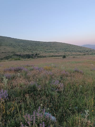 A wide, uncultivated field with various types of grass and wildflowers dominates the foreground of this image. The field extends towards a gently sloping, green hillside that occupies the middle ground. The hillside is dotted with small, dark green shrubs or bushes and some scattered rocks. The sky above is clear and pale blue, transitioning to a lighter shade near the horizon, suggesting either early morning or late evening. In the far distance, faint outlines of mountains are visible. The scene is devoid of any people, animals, or man-made structures, presenting a natural, open landscape. The location is identified as Aragyugh, Armenia.