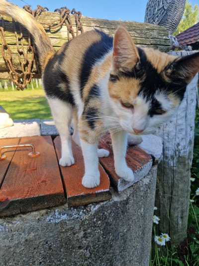 The media file shows a calico cat sitting on a wooden surface outdoors. The cat has patches of white, orange, and black fur. Its paws are white, and one paw is extended forward. The cat is looking to the right with its ears perked up.
The setting appears to be a rustic outdoor area. Behind the cat, there is a wooden post with a chain wrapped around it. Further in the background, there are wooden planks, green foliage, and some white flowers, possibly daisies. A blue sky is visible on the left side of the image. The lighting suggests it is daytime, likely sunny.
The overall mood is peaceful and natural. The cat seems alert and curious. There is no visible text in the image. The location context provided is Rikava, Latvia.