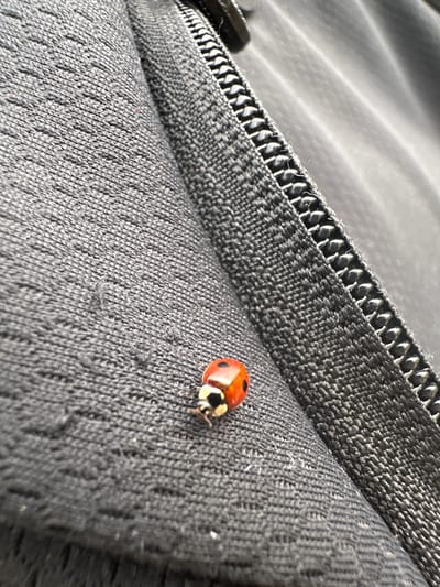 A close-up, high-angle shot shows a ladybug on a dark, textured fabric, possibly a jacket or bag, next to a partially visible zipper. The ladybug is bright red with black spots and is positioned on the left side of the frame, with its head facing towards the bottom left corner. The fabric has a visible weave, and a zipper track runs diagonally across the right side of the image, its metallic teeth glinting. The lighting suggests an outdoor environment, casting subtle shadows. The scene is devoid of any human presence or recognizable landmarks. Given the lack of identifying features, it is impossible to determine the location within Macclesfield, United Kingdom.