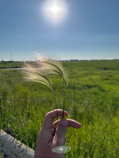 An outdoor, close-up, eye-level, vertical shot depicts a person's hand holding two stalks of green grass. The grass heads are feathery and catch the sunlight, giving them a pinkish hue. In the background, a sunlit, green field stretches to the horizon under a clear blue sky. The location is not specified as Kopeysk, Russia.