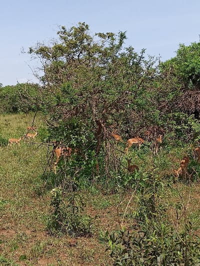 A landscape scene showcases a tree with dense green foliage, reaching towards a clear sky. Patches of tall grass and various plants cover the ground. A group of brown monkeys is distributed across the tree and ground, some positioned amidst the leaves and branches, others venturing onto the grassy terrain below. The overall composition creates an impression of a wildlife habitat within a natural setting.