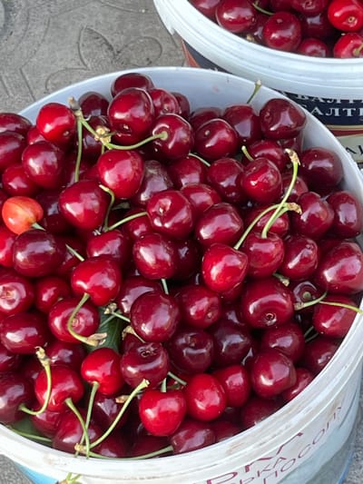 The image shows a close-up view of a bucket filled with ripe, dark red cherries. The cherries are plump and glossy, with some still attached to their green stems. They are piled high in the white bucket, overflowing slightly. The lighting suggests it is daytime, with bright, natural light illuminating the fruit.
In the background, another white bucket filled with cherries is partially visible on the left. To the right of the main bucket, part of a label with Cyrillic text is visible on the inside rim of the bucket, suggesting the origin or branding of the cherries. The ground beneath the buckets appears to be a textured surface, possibly concrete or stone, with a circular pattern.
The overall scene is one of abundance and freshness, likely representing a harvest or market setting. The focus is entirely on the cherries, highlighting their vibrant color and plumpness. There are no people visible in the frame, and the activity appears to be static, showcasing the harvested fruit. The location context provided indicates Seredivka, Ukraine.