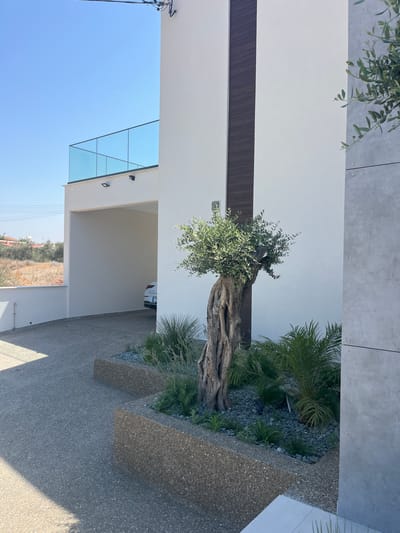 This is a vertical, medium shot of a modern house in Moni Community, Cyprus. The house is primarily white with a dark vertical wooden accent and a large gray panel on the right. In the foreground, a grey, speckled concrete driveway leads to a covered carport where a white car is parked. Adjacent to the driveway, there are raised planters filled with dark grey gravel, various green plants, and a distinctive, gnarled olive tree. Behind the planters, a large, textured grey panel forms part of the house's exterior. In the upper left of the image, a blue sky is visible above a white balcony with a glass railing. The overall scene depicts a well-maintained, contemporary residential property under a clear sky.