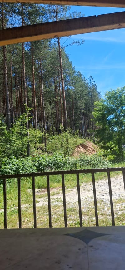 The image depicts a view from under a wooden structure, looking out towards a forest on a bright, sunny day. In the foreground, there is a dark metal railing. Beyond the railing is a patch of dry, dusty ground with scattered green vegetation. The middle ground features a dense forest of tall pine trees with a clear blue sky visible above. Some lighter green foliage and a sandy embankment are also present within the forest. The image does not provide any specific geographical markers or context that would allow for its localization to Valkosel, Bulgaria, or any other specific city.