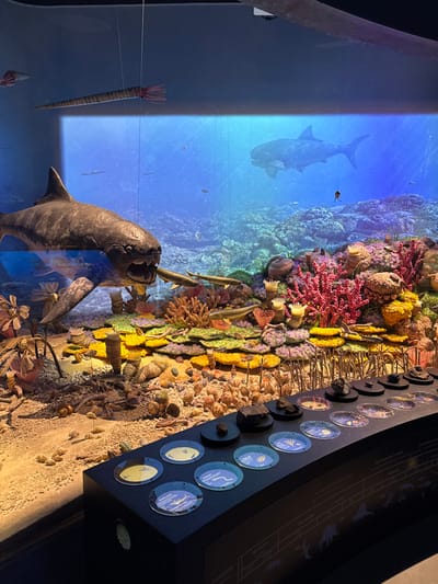 A detailed museum diorama showcasing a prehistoric marine environment is observed indoors, located in Vavřinec, Czechia. The foreground features a simulated sandy seabed strewn with various shell models and small invertebrate representations. Above this, a vibrant underwater landscape is constructed from multi-colored models resembling corals and sponges, predominantly in red, yellow, green, and orange hues. A prominent, large, dark grey model of a placoderm, likely a Dunkleosteus, is positioned with its mouth agape, capturing three smaller, elongated fish models within its jaws. Additional elongated fish models are scattered among the coral structures. Suspended in the upper water column of the exhibit are models of a long, segmented Orthocone nautiloid with red tentacles, and a smaller, squid-like cephalopod. The background consists of a large, illuminated blue display simulating deeper ocean water, featuring a large, dark grey shark-like creature, consistent with a Megalodon, swimming towards the right. Faint silhouettes of smaller fish are also visible in the background. In the lower right foreground, a dark, curved interactive display counter presents several dark geological specimens or fossils mounted on small black stands. Below these, a series of circular depressions with clear covers contain images or small replicas alongside descriptive text, illustrating aspects of marine paleontology or evolutionary stages. No human figures are present in the image.