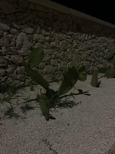 An outdoor scene at night, illuminated by artificial light, features a prickly pear cactus in the foreground. The cactus is situated on a bed of small, light-colored gravel. Behind the cactus, a rough-hewn stone wall, constructed from irregular, light-colored stones, extends horizontally across the frame. The wall appears to be part of the historic architecture of Otranto, Italy, likely a section of its ancient fortifications or a traditional building facade. The lighting creates distinct shadows, highlighting the textures of the cactus pads and the stone wall. The overall atmosphere is still and quiet, typical of a Mediterranean night.