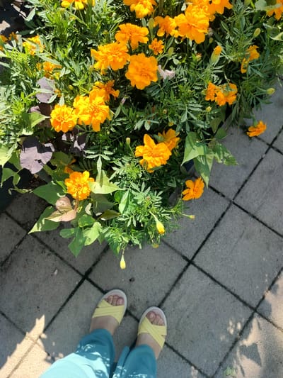 In Labinsk, Russia, on a sunlit day, a first-person perspective captures a scene of vibrant marigolds in full bloom. The bright orange flowers are densely packed, their green foliage creating a lush backdrop. The flowers are situated next to a paved walkway, composed of square gray concrete tiles intersected by dark grout lines. The walkway exhibits dappled sunlight and shadow patterns, suggesting the time of day and the presence of overhead foliage casting shadows. In the lower portion of the frame, a pair of yellow slide sandals are visible on the feet of the photographer, who is wearing teal-colored pants. One foot is positioned slightly forward of the other, indicating a standing or walking posture. The overall impression is one of a pleasant outdoor setting, likely a garden or a decorative planter area in a public or private space.