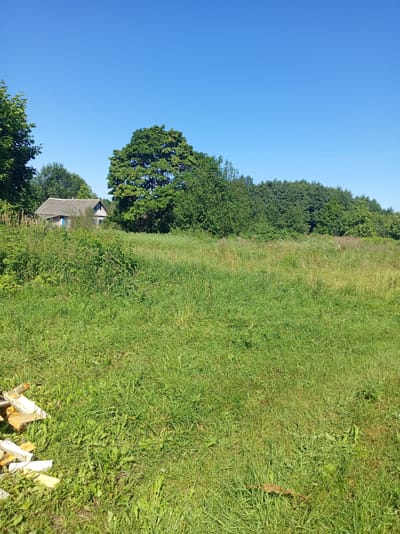 The image depicts a sunny day in a rural area with a clear blue sky. In the foreground, a large expanse of green grass covers the ground. To the left, a small pile of chopped firewood is visible. In the middle ground, a small, rustic house with a grey tiled roof and blue-trimmed windows is partially obscured by overgrown green vegetation. Behind the house, a dense line of green trees stretches across the horizon, forming a natural backdrop. The overall scene suggests a peaceful, undeveloped rural setting, potentially in the village of Svetasel'ski sel'ski Savet, Belarus. There are no people or animals present in the image.