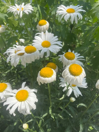 A cluster of white daisies with yellow centers is in full bloom, set against a backdrop of lush green foliage. The daisies vary in their stage of bloom, with some fully open and others appearing slightly wilted. The sun is shining brightly, casting shadows and highlighting the delicate petals of the flowers. The overall impression is one of natural beauty and vibrant life. The scene is located in Otrado-Olginskoye, Russia.