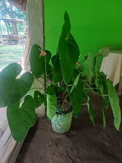 This image, captured in Cotorra, Colombia, displays an Anthurium plant situated in a textured, cylindrical light green pot resting on an uneven dark brown dirt floor. The plant exhibits numerous large, dark green leaves, varying from heart-shaped to elongated, along with several pinkish-red spathes. To the immediate left of the plant, a vertical light grey concrete pillar is visible. To the right, a solid vibrant green wall forms the background, with a white fabric, possibly a tablecloth, draped over an unseen object in the lower right portion against the wall. Beyond the pillar on the left, an outdoor area is visible, featuring green vegetation and multiple rustic wooden structures with thatched roofs, suggestive of open-air shelters or a pavilion. Wooden planks are partially visible on the ground in the foreground. No individuals are present in the scene.