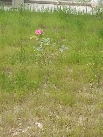 The media file displays a close-up, slightly blurry, overhead view of a small pink rose blooming in a grassy area. The rose is the central subject, with several green leaves and delicate branches extending from its stem. The background is a mixture of lush green grass and patches of dry, brown earth or dead grass, suggesting a natural outdoor setting. To the left of the frame, a portion of a wooden fence or structure is visible, with vertical planks. The lighting suggests it is daytime, and the presence of both green and dry grass could indicate a transitional season like late spring or early summer, or a region with varied watering conditions. The overall impression is that of a quiet, perhaps slightly untended garden or natural patch. There is no visible text or clear indication of people or a specific event. The location context provided is Farab, Tajikistan, which helps to understand the potential environmental conditions.