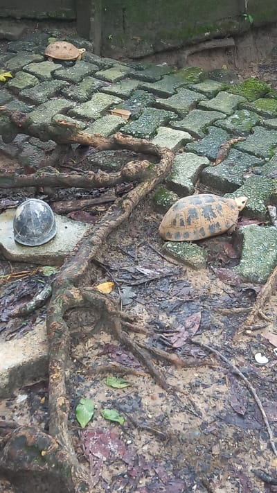 The image shows a ground-level scene in what appears to be a garden or park environment. The left side features a section of interlocking brick pavers covered in moss. Three turtles are visible: one on the pavers, and two in the middle of the image in the dirt. The area between the pavers and the dirt is filled with roots. The dirt area contains decaying leaves and other plant matter. The photograph depicts a natural setting. No people are present. No other defining features suggest the location in Takdat, Thailand.