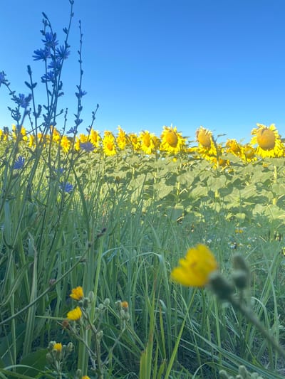An outdoor, low-angle shot captures a field of sunflowers under a clear blue sky, with tall grasses in the foreground. Some blue chicory flowers are visible interspersed with the grasses. The sunflowers are in the midground, appearing to be in full bloom, with their yellow petals facing towards the sun. The overall lighting suggests it is daytime, likely late morning or early afternoon, given the bright sunlight. The scene appears to be a natural or agricultural setting, possibly a park or a farm, located in the city of Novooleksandrivs'ke, Ukraine. There are no people or animals visible in the image. The focus is on the flowers and the expansive sky.