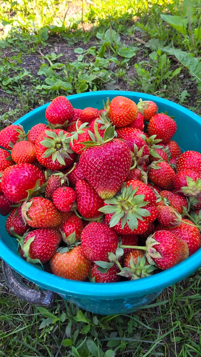 A teal bucket overflows with ripe strawberries. The strawberries are a vibrant red, some with green stems and leaves still attached. A few are slightly lighter in color, indicating they are still ripening. The bucket is placed on a patch of green grass with some dry soil and weeds visible in the background. Sunlight filters through the leaves of unseen trees, creating dappled light on the ground. The scene suggests a harvest of fresh fruit, likely in a garden or rural setting. The location of Старошареево, Russia, is not directly depicted but provides context for the agricultural setting. There are no people or animals in the image.