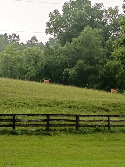 In a rural landscape, two deer stand in a grassy field under an overcast sky. The field is bordered by a dark wooden fence in the foreground, and a dense line of green trees forms the background. The deer are positioned on the sloping field, with one appearing to be moving away from the viewer, and the other further in the distance to the right. The trees are lush and full of leaves, suggesting a warm season. The scene conveys a sense of natural tranquility. This image does not contain any elements that indicate its location in Bagdad, United States.