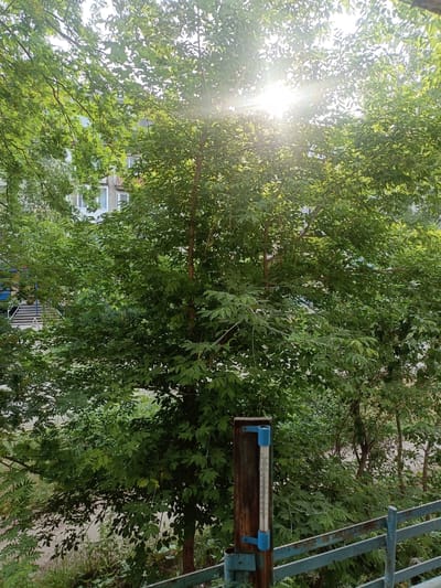 A thermometer is mounted on a weathered wooden post in front of a dense green tree. The thermometer has blue brackets and a glass tube with markings indicating temperature. Behind the tree, a multi-story building with windows is visible. The sun is shining brightly through the leaves of the tree, creating a lens flare effect. A rusty blue metal fence runs along the bottom right of the image. The scene appears to be set in a residential area in Altai, Kazakhstan.