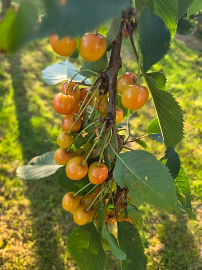 A cluster of bright yellow cherries hangs from a branch on a tree, illuminated by the golden light of sunset. The cherries are plump and round, with a slightly translucent skin that hints at their juicy interior. Some of the cherries are tinged with a rosy blush, indicating they are ripening. Green leaves with serrated edges surround the fruit, some of which are dappled with sunlight. In the background, a blurred expanse of green grass slopes gently, creating a soft, out-of-focus backdrop. The overall impression is one of natural beauty and a bountiful harvest. The image was taken in the village of Garansky, in the Garansky rural council of Belarus.