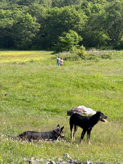 An outdoor, medium-shot, eye-level, vertical, natural light, photograph captures two dogs in a grassy field. In the foreground, a black dog with tan legs stands to the right, facing right with its mouth open and tongue out, appearing alert or panting. To the left, another black dog lies down facing left with its head up. Behind the dogs, a grill with food and a white tarp are visible. In the mid-ground, two people, a male in a blue shirt and light-colored shorts and a female in a patterned dress, walk away from the camera into a field of yellow wildflowers. The background consists of a dense forest of green trees. The overall scene suggests a leisurely outdoor activity in a rural or park-like setting. There is no visual information to confirm the location as Подъяпольское, Russia.