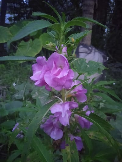 A close-up, vertical, medium shot captures a cluster of vibrant purple Impatiens flowers against a soft-focus, natural background. The flowers, some in full bloom and others as buds, are the primary subject, their delicate petals appearing slightly translucent in the dim light. Their color ranges from a light, almost pastel purple to a deeper, richer hue. Green leaves of various shapes and sizes surround the blooms, some with serrated edges and others with larger, smoother surfaces. Some leaves show signs of damage, with small holes and irregular edges, suggesting insect activity.
The background is a dark, moody blend of greens and browns, hinting at a garden or natural setting at dusk or dawn. A blurred texture in the mid-ground, possibly a tree trunk or a large object draped in fabric, adds depth without distracting from the flowers. The overall lighting is low, creating a somewhat mysterious and serene atmosphere. The scene is devoid of any human presence or discernible activity. There is no visible text in the image. The location context is Meunasahblang, Indonesia, which suggests a tropical or subtropical environment, consistent with the lush foliage and potentially humid atmosphere implied by the low light and soft focus. The time of day appears to be either early morning or late evening, given the subdued lighting and the dark background.