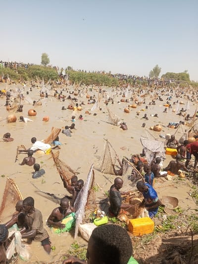 This image depicts a large-scale communal fishing event in Kokani North, Nigeria. Hundreds of individuals, primarily adult males, are widely distributed across a vast expanse of murky, light brown water, submerged waist to chest deep. Each participant is engaged in active fishing, utilizing conical or triangular hand-held mesh nets, many supported by poles. Numerous large, spherical gourds or terracotta pots are visible floating among the individuals, appearing to serve as collection vessels or floats. Additionally, smaller plastic containers, including yellow jerry cans and green bags, are present in the water. Individuals are observed wading, deploying, and manipulating their nets. In the background, a dense crowd of spectators lines an elevated, sparsely vegetated bank that borders the water body. The scene occurs under a clear, hazy sky.