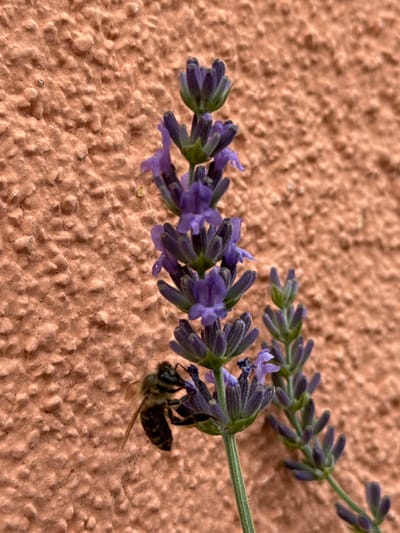 A close-up shot captures a bee on a sprig of lavender, resting against a textured, light brown wall. The bee, with its striped abdomen and delicate wings, is positioned on the left side of the frame, its body partially obscured by the lavender flowers. The lavender sprig extends diagonally across the image from the lower left to the upper right, showcasing its purple blossoms and green stem. The wall in the background is uniformly colored and textured with small, raised bumps, creating a soft, dappled effect. The lighting suggests it is daytime, with no strong shadows to indicate a specific time. The focus is sharp on the bee and the lavender, while the background wall is slightly out of focus, emphasizing the subjects. There is no visible text in the image. The scene appears to be outdoors, possibly in a garden or natural setting, given the presence of the bee and the lavender. The overall mood is tranquil and focused on the natural interaction between the insect and the flower.