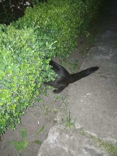 A black cat is partially hidden behind a dense green bush, with its body extending out onto a concrete path. The cat's tail is elongated and pointed towards the right of the frame. The ground is a mix of soil and concrete, with patches of grass growing in the cracks of the path. The lighting suggests it is nighttime or dusk. The location is described as being in the city of Pochaiv, Ukraine.