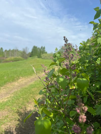 The image captures a vibrant scene of nature. Lilac bushes with green leaves and purple flower buds are in the foreground. The sky is visible in the upper left, with white clouds scattered across a blue expanse. The background features a green grassy field. Wheel tracks cut through the grass. A line of trees marks the horizon. The photo was taken in Pustyn', Russia.